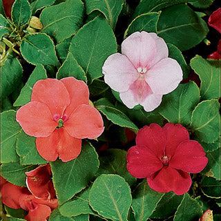 IMPATIENS%20ACCENT%20CRANBERRY%20PUNCH[1].jpg