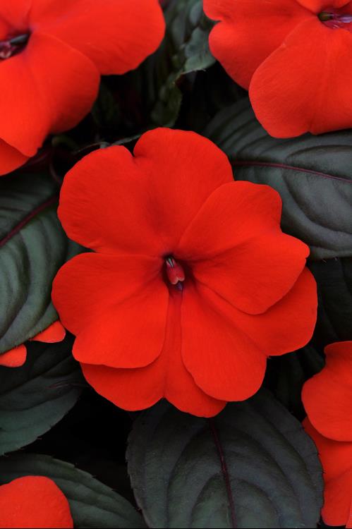 IMPATIENS DIVINE ORANGE BRONZELEAF.jpg