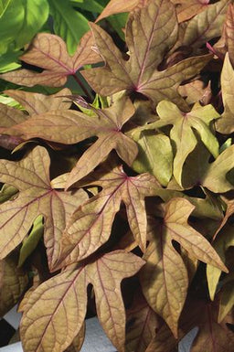 IPOMOEA%20SWEET%20GEORGIA%20BRONZE[1].jpg