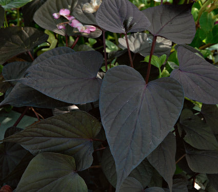 IPOMOEA%20SWEET%20GEORGIA%20HEART%20PURPLE[1].jpg