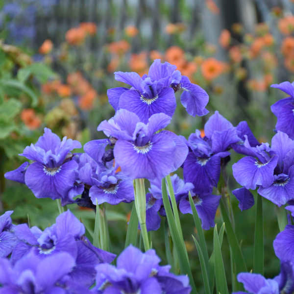 IRIS'RUFFLEDVELVET'.jpg