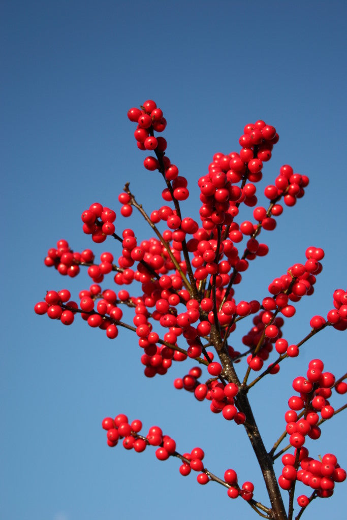 Ilex-Magical-Berry.jpg