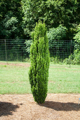 Ilex-Straight-Narrow-01-11989-1-683x1024.jpg