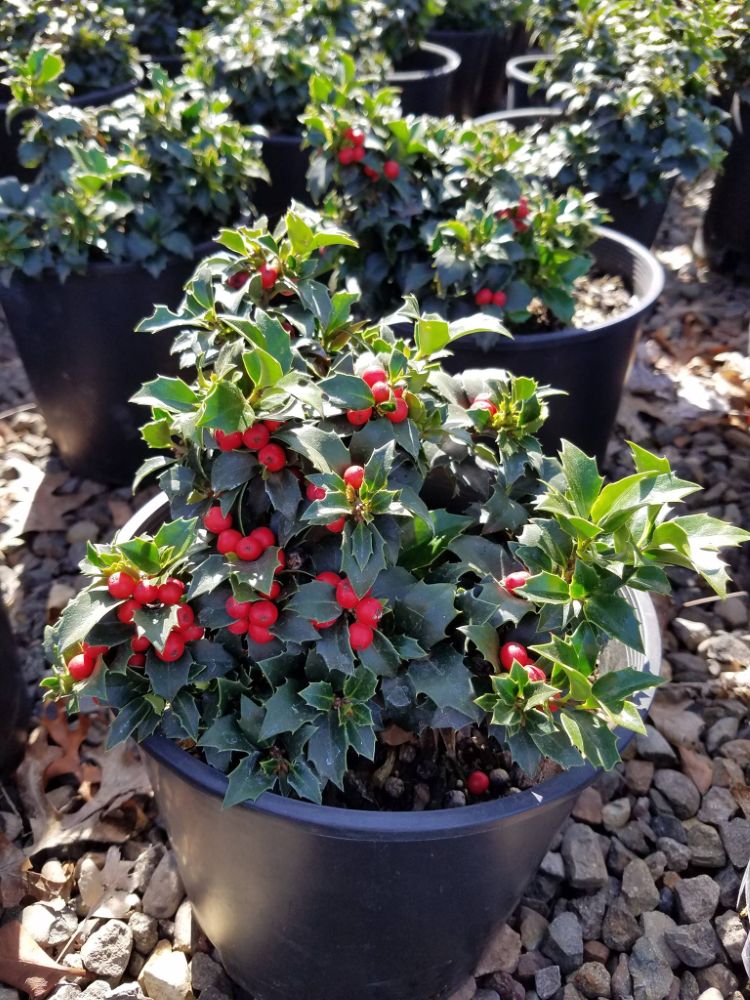 Ilex-rock-garden-ccck.jpg