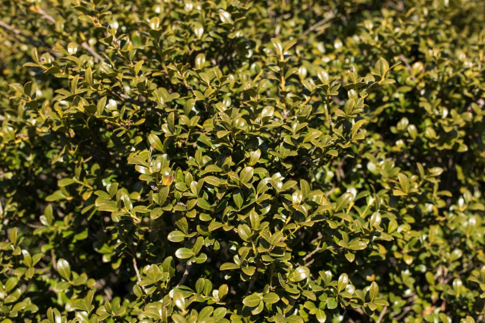 Ilex Crenata Chilly Willy2.jpg