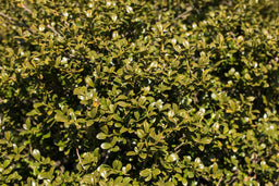 Ilex Crenata Chilly Willy2.jpg