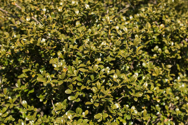 Ilex Crenata Chilly Willy2.jpg