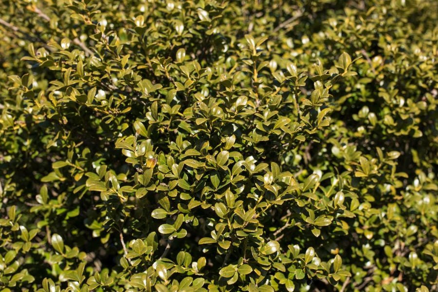 Ilex Crenata Chilly Willy2.jpg