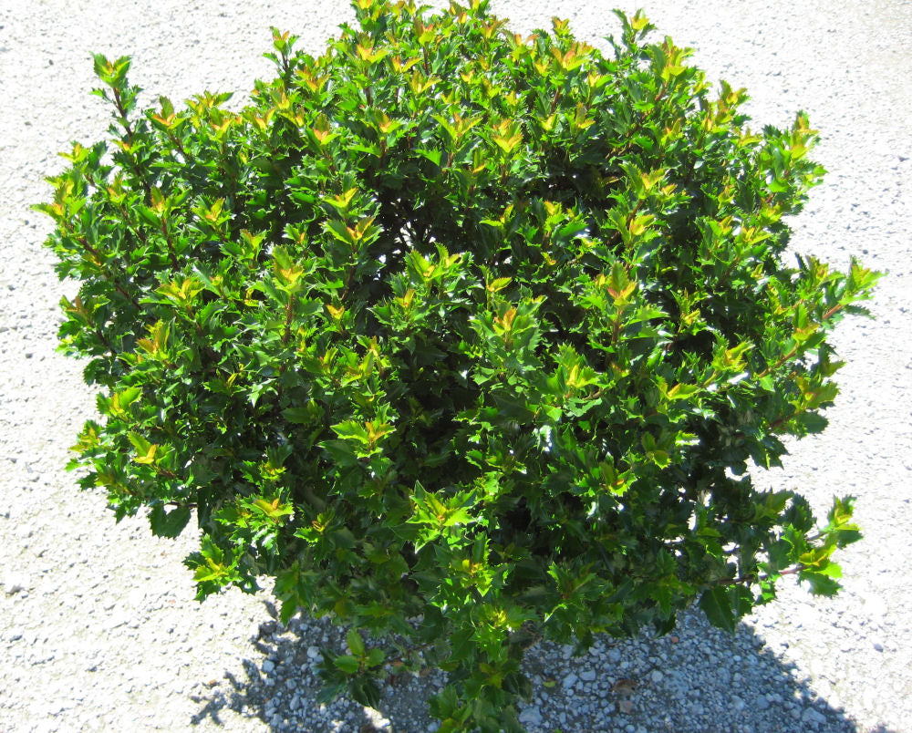 Ilex Emerald Magic.jpg