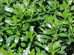 Ilex_Glabra_Shamrock[1].jpg