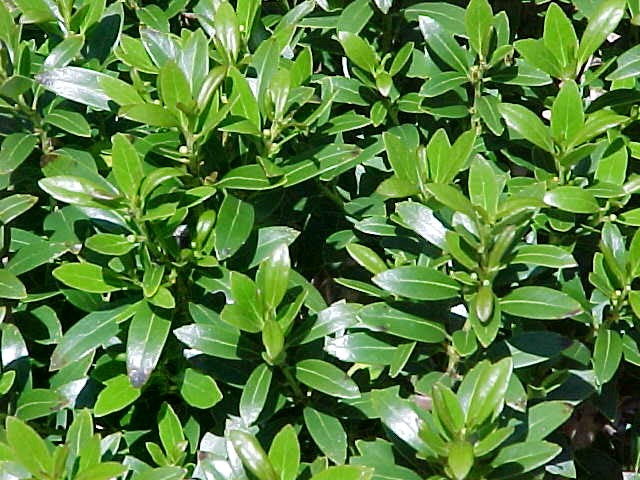 Ilex_Glabra_Shamrock[1].jpg