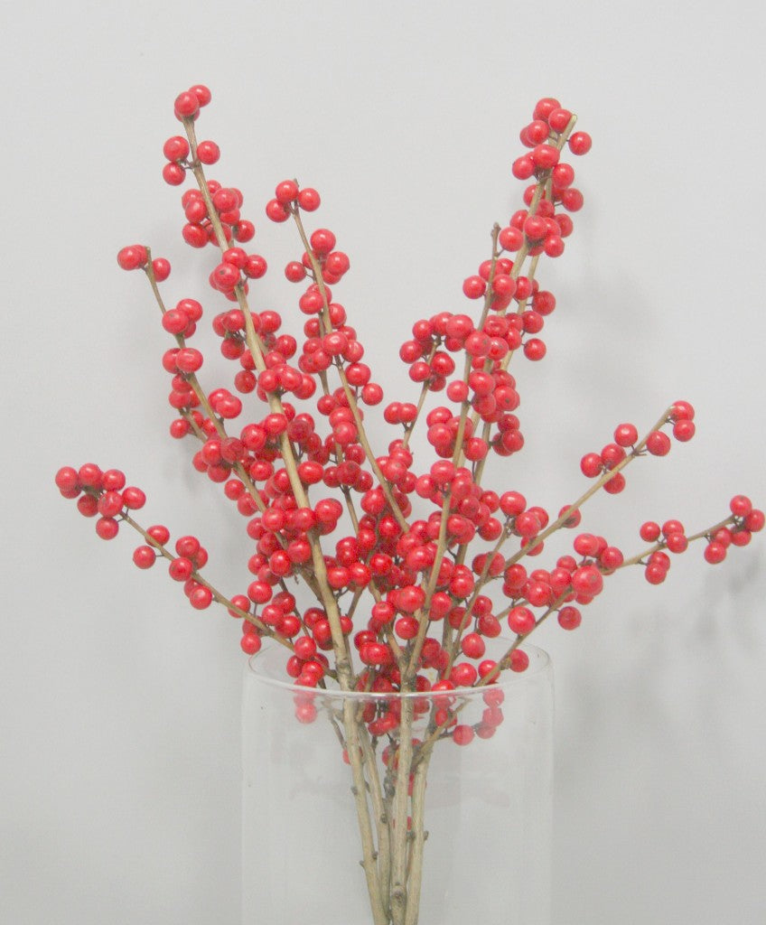 Ilex_Magical_Winterjewel.jpg