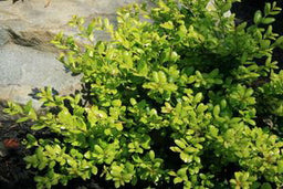 Ilex c. Drops of Gold.jpg