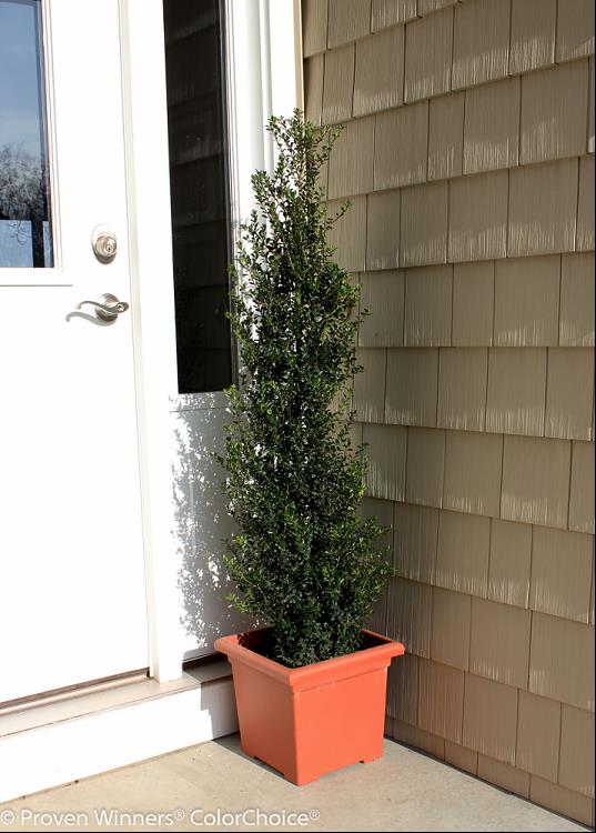 Ilex crenata FarrowSK6.jpg