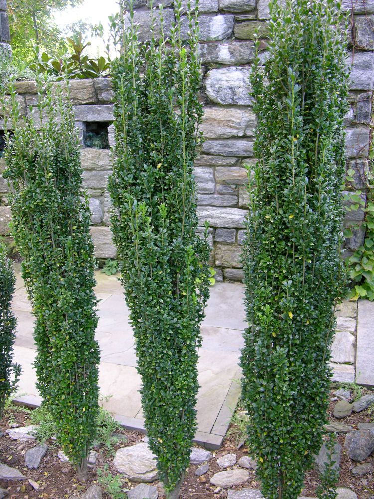 Ilex_crenata_Sky_Pencil.jpg