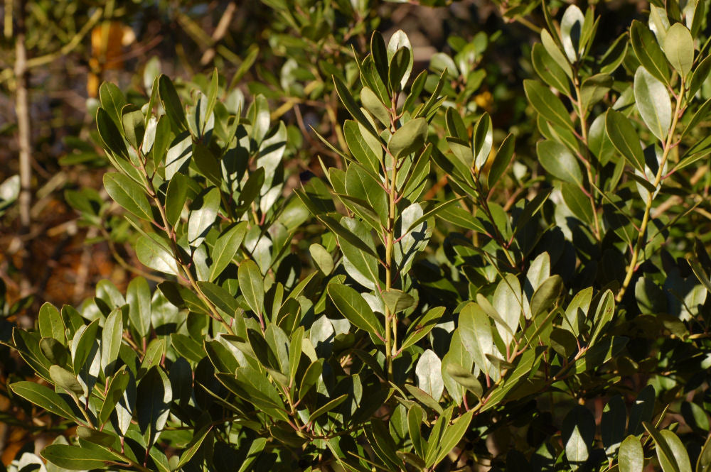 Ilex_glabra_Compacta.jpg