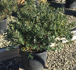 Ilex glabra Forever Emerald WNI2.jpg