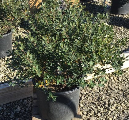 Ilex glabra Forever Emerald WNI2.jpg
