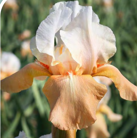 Iris-Ger_invitation.png