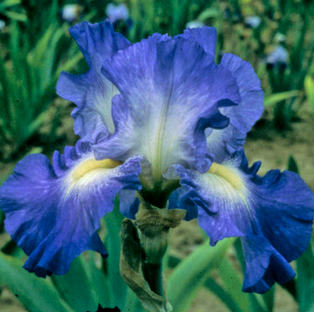 Iris-city_lights.png