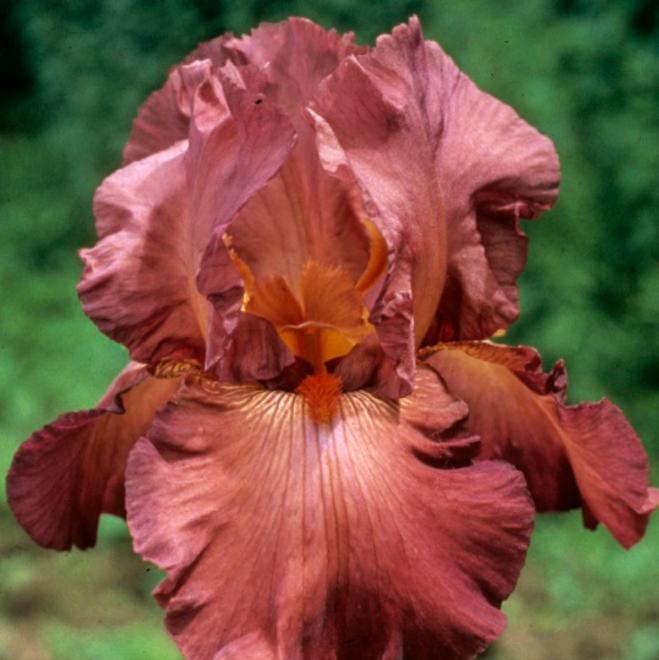 Iris-ger_lady_friend.png