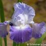 Iris Clarance.jfif