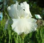 Iris Renown.jfif