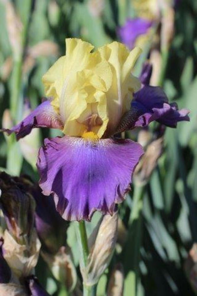 Iris jurassic park.jpg