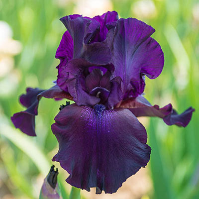 Iris superstition.jpg
