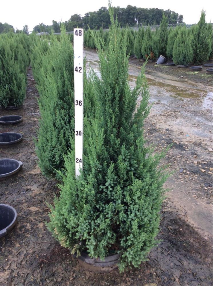 JUNIPER C. BLUE POINT.jpg