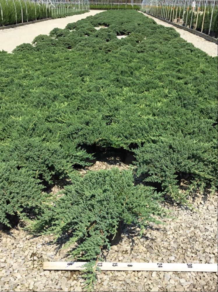 JUNIPER C. PROCUMBENS NANA.jpg