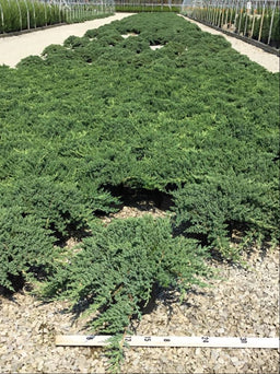 JUNIPER C. PROCUMBENS NANA.jpg