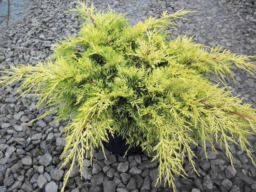 JUNIPER GOLD LACE.jpg