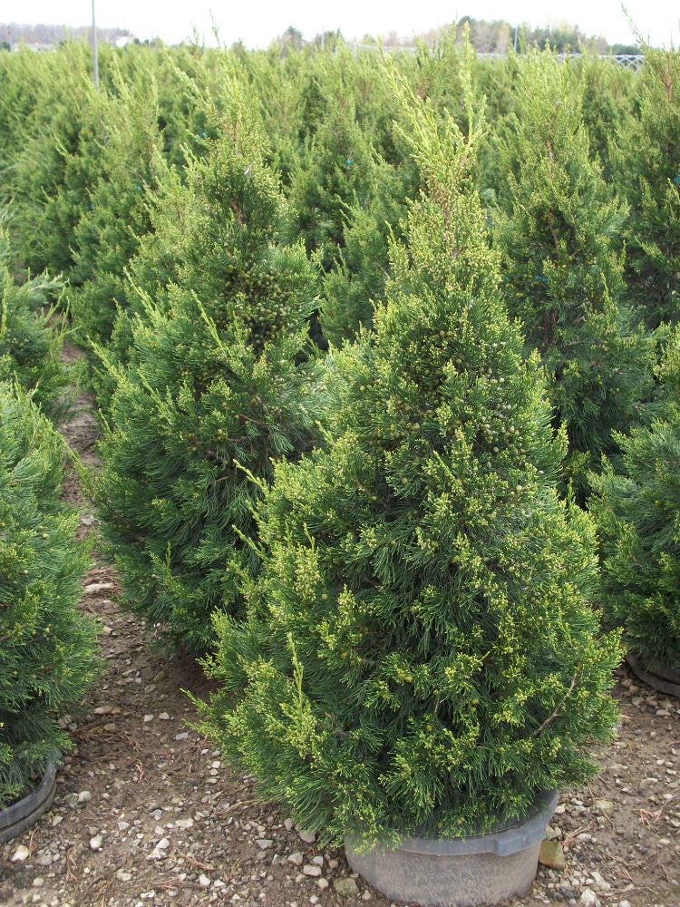 JUNIPER HETZ COLUMNARIS.jpg