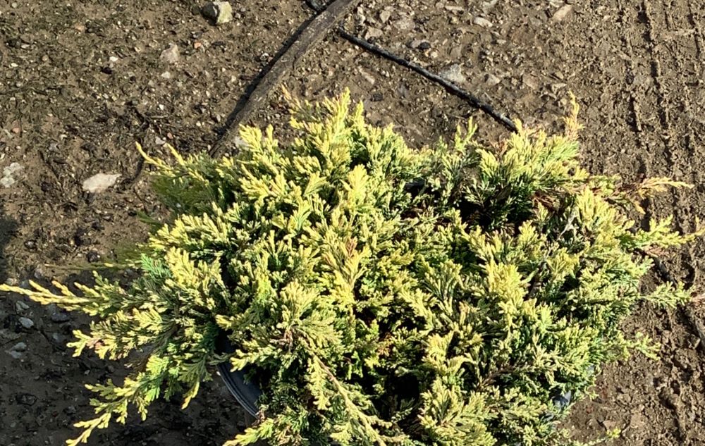 JUNIPER_HORIZ_GOLDEN_CARPET_G2_10in.jpg