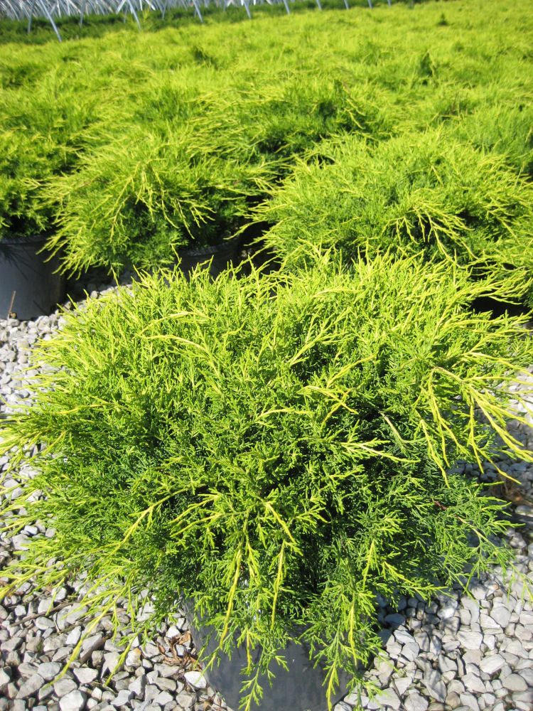 JUNIPER OLD GOLD 3 GAL.jpg