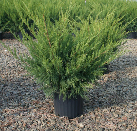 JUNIPER SEA GREEN.jpg