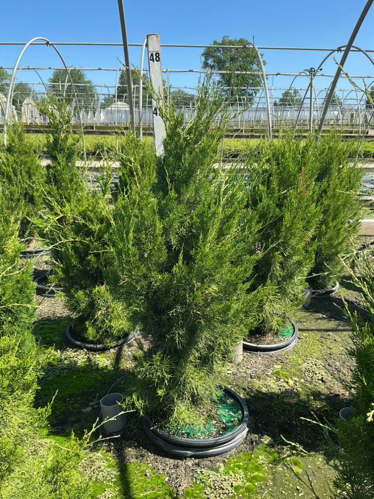 JUNIPER VIRG. BRODIE  G7 48in AB_22856.jpg