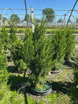 JUNIPER VIRG. BRODIE  G7 48in AB_22856.jpg