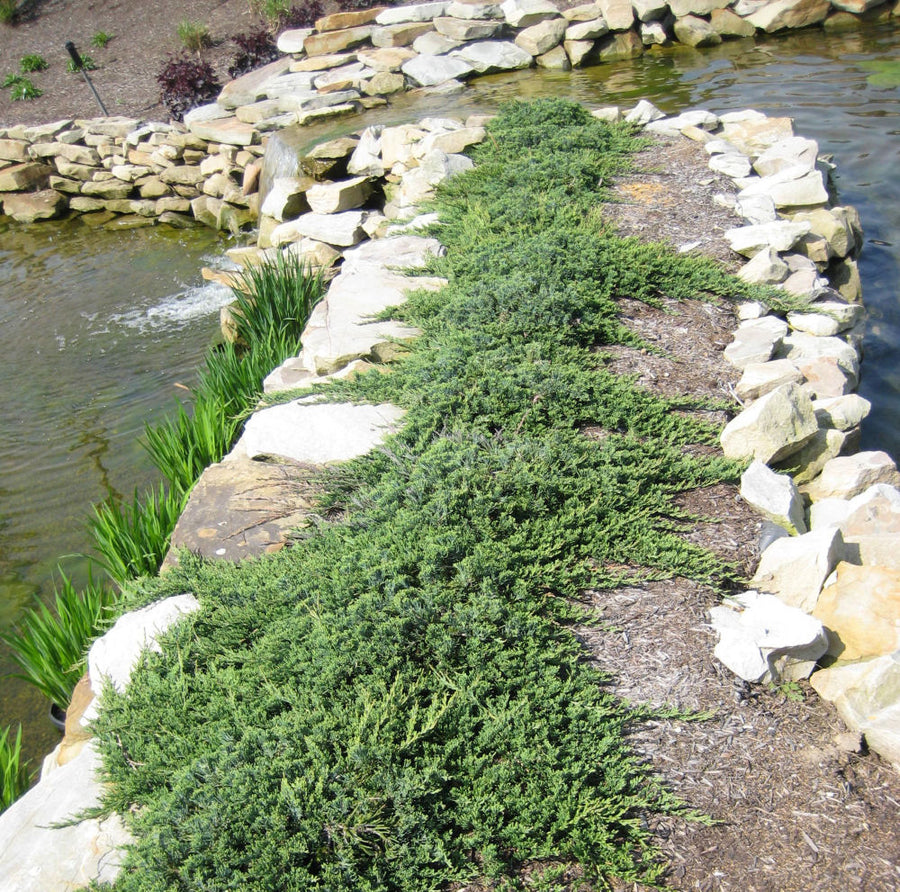 JUNIPER WILTONI LANDSCAPE.jpg