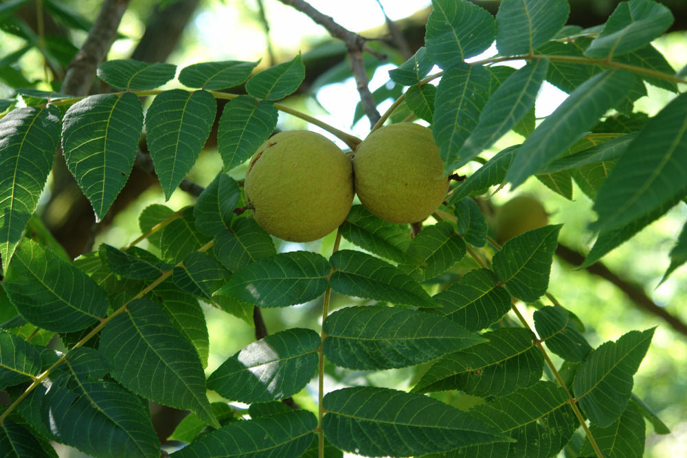 Juglans nigra.jpg