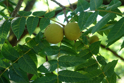 Juglans nigra.jpg