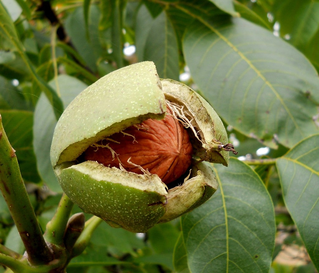 Juglans_regia[1].jpg