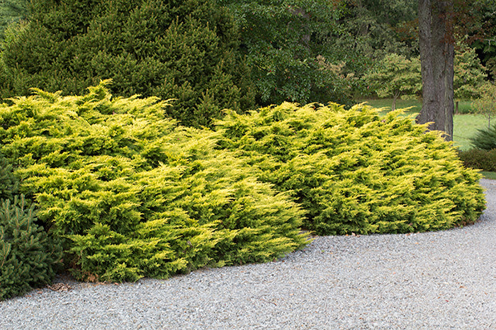 Juniper_Saybrook_Gold[1].jpg