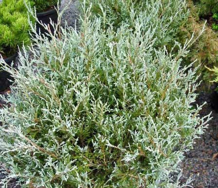 Juniper_Table_Top_Blue[1].jpg