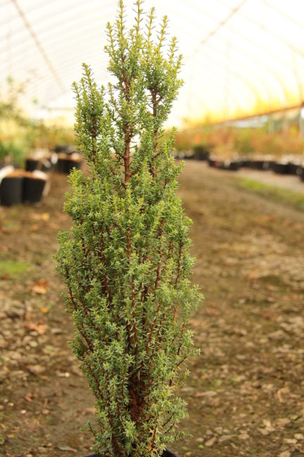 Juniperus-communis-Miniaturer-ccck.jpg