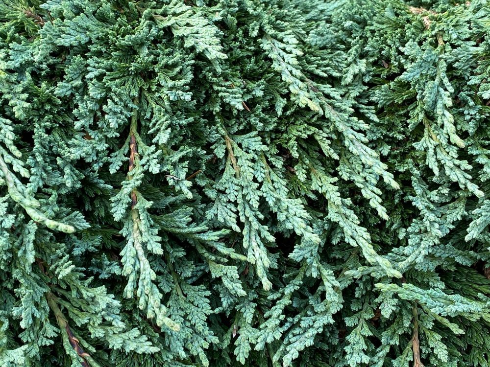 Juniperus-horizontalis-Pancake-7-ccck.jpg