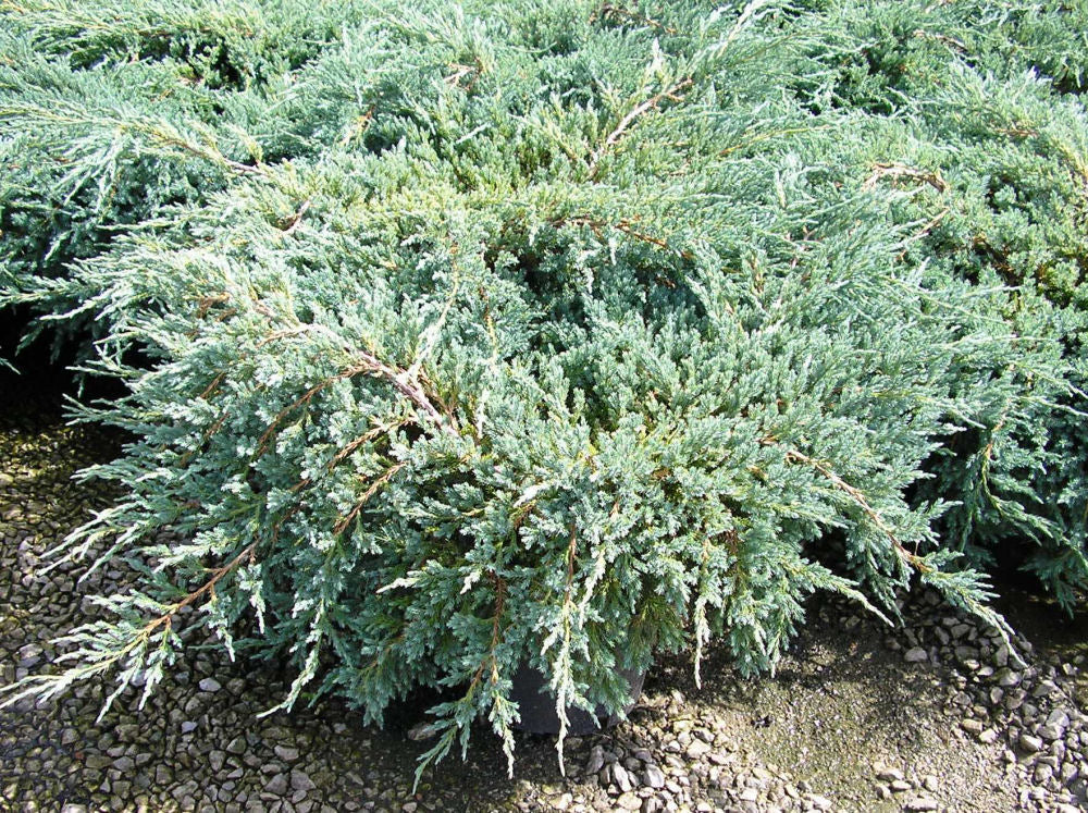 Juniperus Blue Carpet.jpg
