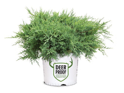 Juniperus Montana Moss 3 Gal Deer Proof.jpg