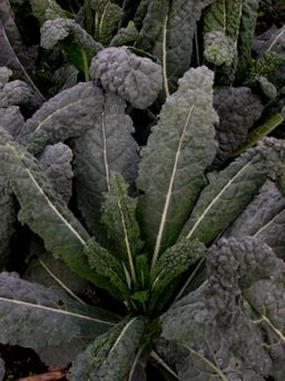 Kale%20Dinosaur[1].jpg
